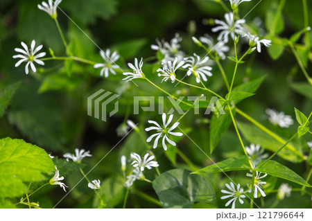 White flowers grow in a spring forest. Close-up view 121796644