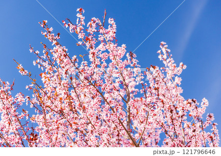 Cherry plum in bloom under clear blue sky. Prunus cerasifera 121796646