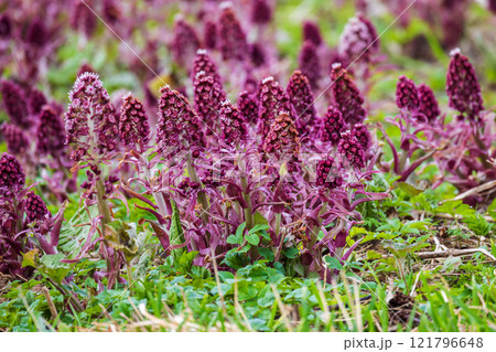 Wild purple flowers grow on a spring meadow. Petasites hybridus 121796648
