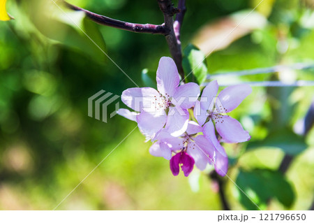 Apple tree in bloom, branch with pink flowers on a sunny spring day 121796650