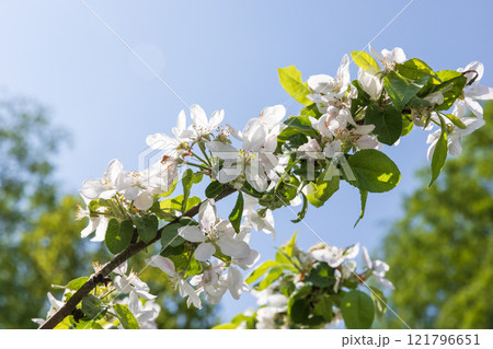 Apple tree in bloom, branch with white flowers is under blue sky Apple tree in bloom, branch with white flowers is under blue sky 121796651