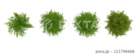 tree top view plant landscape architecture nature garden aerial render. trees branch isolate collection illustration environment green botany urban bush park. tree architecture conifer decorative. 121796666