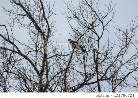 A bird sits on the tree. Oriental turtle dove or rufous turtle dove 121796721