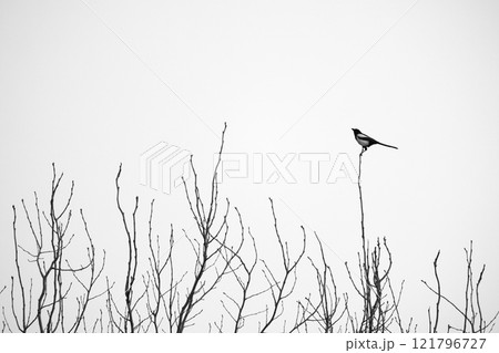 A bird with long tail is on top of tree on a winter day. A bird with long tail is on top of tree on a winter day. 121796727
