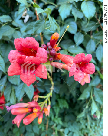 Campsis blooming, red large flowers 121796871