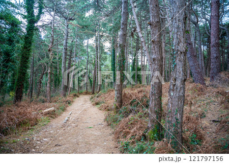 Green deep forest in mountain near bay Boka and Kotor town in Montenegro in winter time 121797156