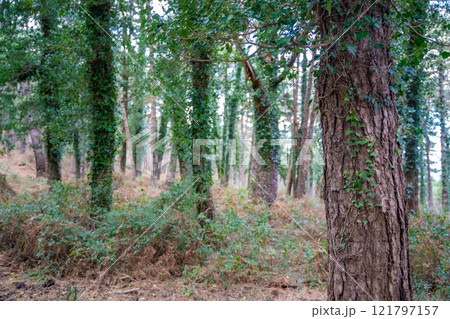 Green deep forest in mountain near bay Boka and Kotor town in Montenegro in winter time 121797157