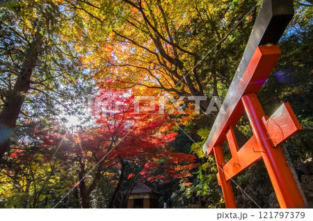 【聖宝寺 三重県】紅葉の中の鳥居 121797379
