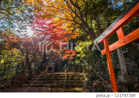 【聖宝寺 三重県】紅葉の中の鳥居 【聖宝寺 三重県】紅葉の中の鳥居 121797380