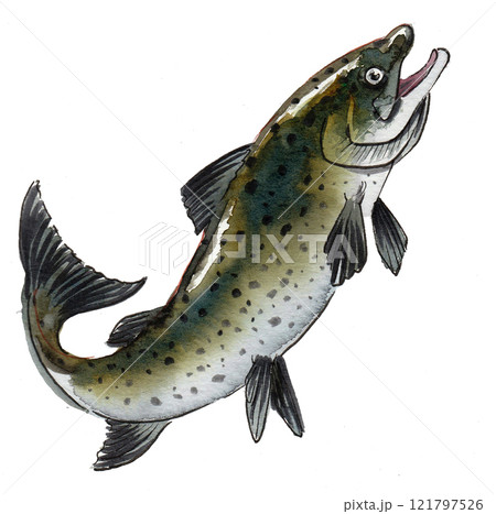 Jumping fish. Ink and watercolor drawing Jumping fish. Ink and watercolor drawing 121797526