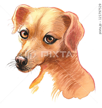 Cute dog. Watercolour painitng Cute dog. Watercolour painitng 121797529
