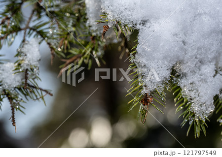 杉の木に積もった雪 121797549