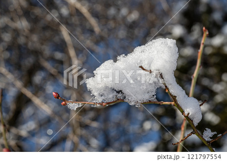 雪の積もった枝 121797554