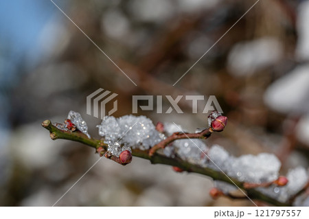 雪の積もった枝 121797557