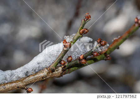 春を待つ梅の蕾 春を待つ梅の蕾 121797562