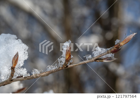 雪の積もった枝 雪の積もった枝 121797564