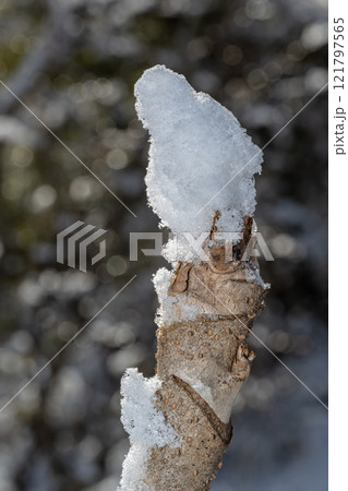 雪が積もった木の幹 121797565