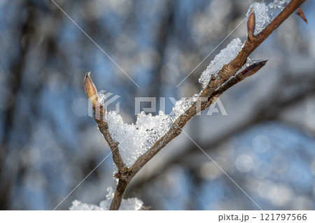 雪の積もった枝 雪の積もった枝 121797566