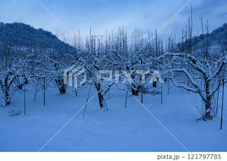 雪の積もった冬の果樹園 121797785