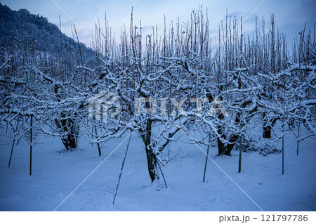 雪の積もった冬の果樹園 雪の積もった冬の果樹園 121797786