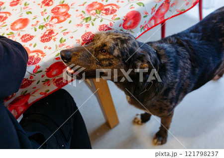 upper view of a dog waiting for food standing next to the table upper view of a dog waiting for food standing next to the table 121798237