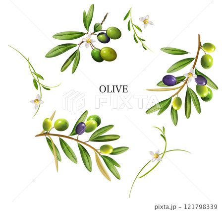オリーブ 121798339