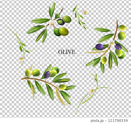 オリーブ 121798339
