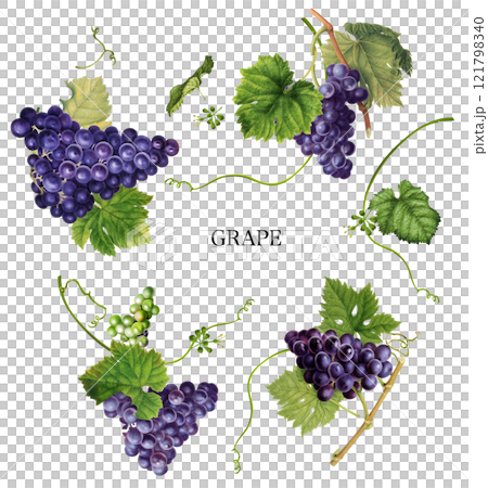 葡萄 121798340