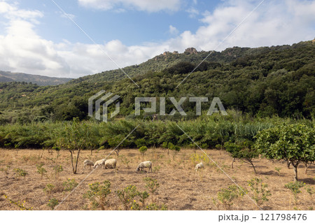 Sheep Grazing in a Green Landscape with Hills Sheep Grazing in a Green Landscape with Hills 121798476