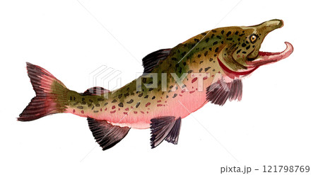 Salmon fish. Watercolour sketch 121798769
