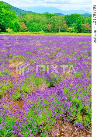 ハイランドふらの ラベンダーのうみ 121798798