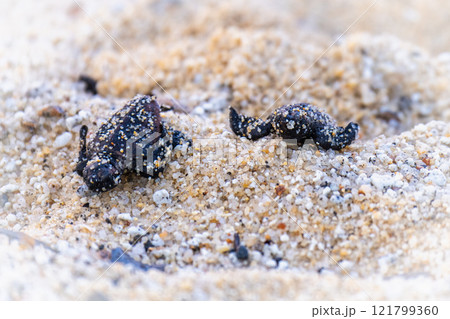 海亀の赤ちゃん 　海に帰ろう　永田いなか浜屋久島(夏 121799360