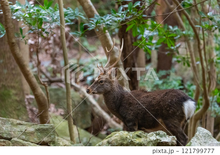 ヤクシカの雄　世界自然遺産屋久島(冬 121799777