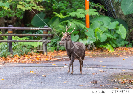 ヤクシカの雄 歩行 世界自然遺産屋久島(冬 ヤクシカの雄 歩行 世界自然遺産屋久島(冬 121799778