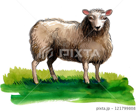 Sheep standing on green grass. Ink and watercolor drawing 121799808