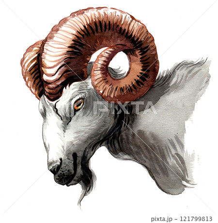 Ram head. Ink and watercolour drawing Ram head. Ink and watercolour drawing 121799813