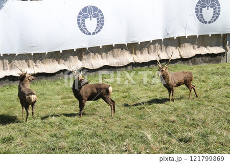奈良春日大社の古式鹿の角きり行事 121799869