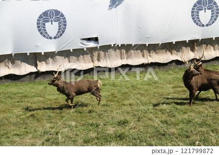 奈良春日大社の古式鹿の角きり行事 奈良春日大社の古式鹿の角きり行事 121799872