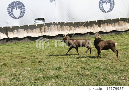 奈良春日大社の古式鹿の角きり行事 奈良春日大社の古式鹿の角きり行事 121799874