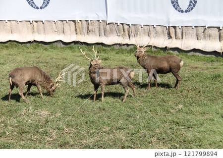 奈良春日大社の古式鹿の角きり行事 奈良春日大社の古式鹿の角きり行事 121799894