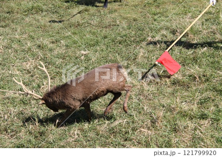 奈良春日大社の古式鹿の角きり行事 121799920