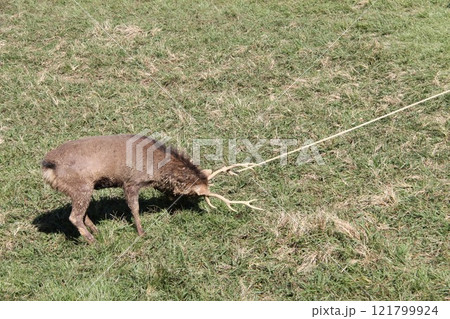 奈良春日大社の古式鹿の角きり行事 奈良春日大社の古式鹿の角きり行事 121799924