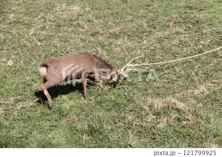 奈良春日大社の古式鹿の角きり行事 121799925