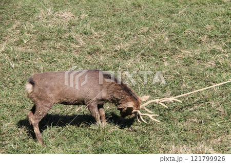 奈良春日大社の古式鹿の角きり行事 121799926