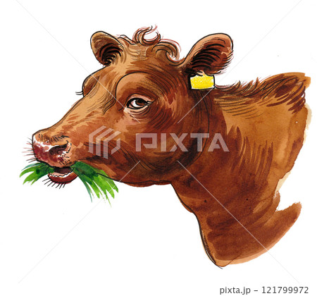 Cow head. Ink and watercolour illustration 121799972