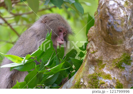 ヤクザル　採餌　世界自然遺産屋久島(冬 121799996
