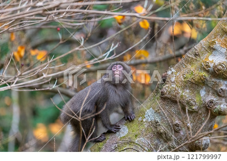 ヤクザル　採餌　世界自然遺産屋久島(冬 121799997