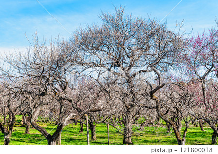 水戸偕楽園　梅林 121800018