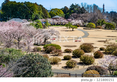 水戸偕楽園　好文亭から見る梅林 121800151