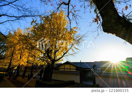 秋晴れを背景に紅葉風景　桜の馬場　城彩苑園内風景「お城まつり(秋のくまもとお城まつり)(竹あかり)」 121800155